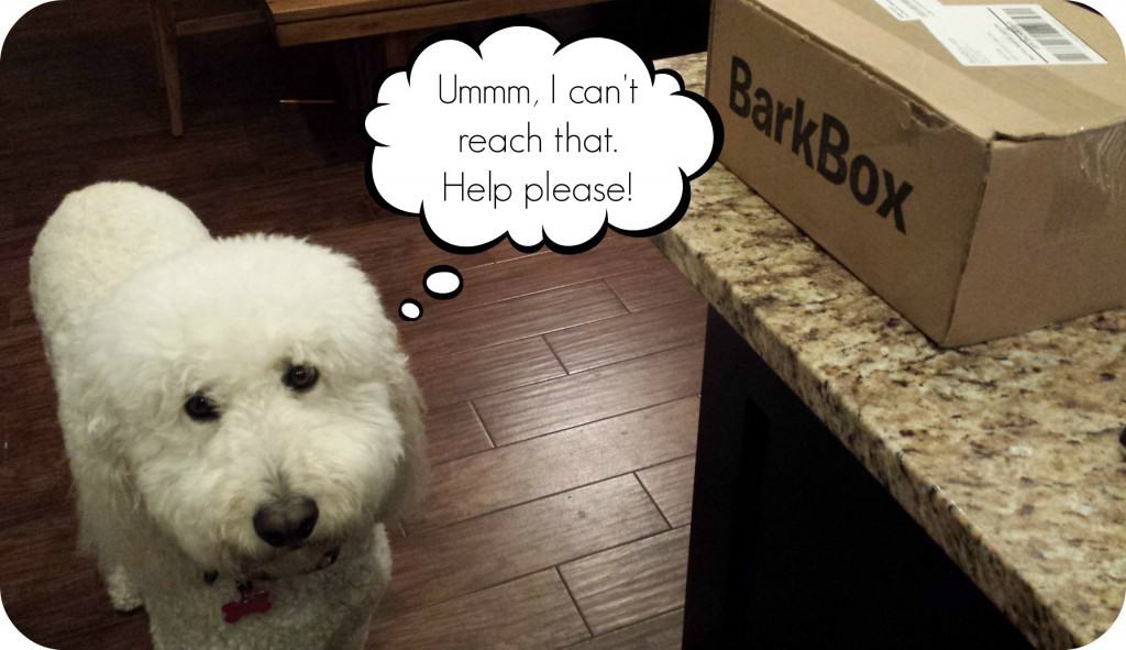 barkbox review 1