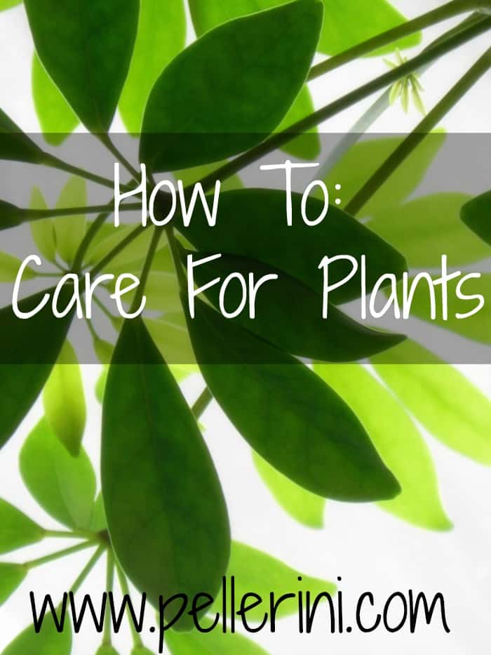 How to care for plants