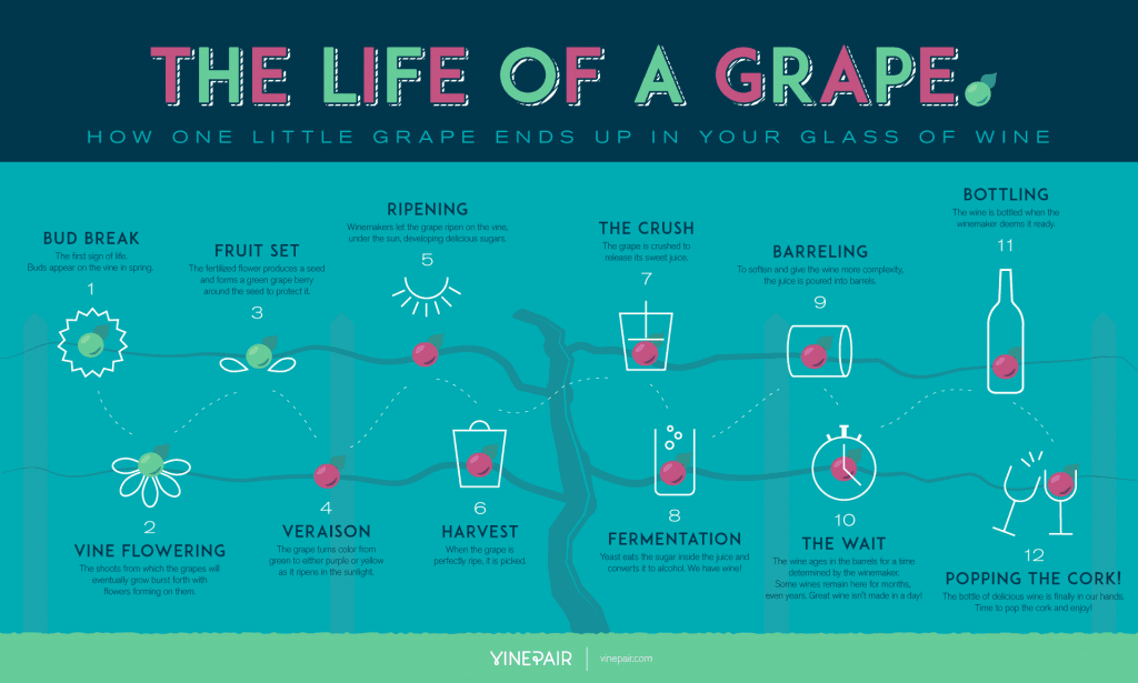 the life of a grape vinepair