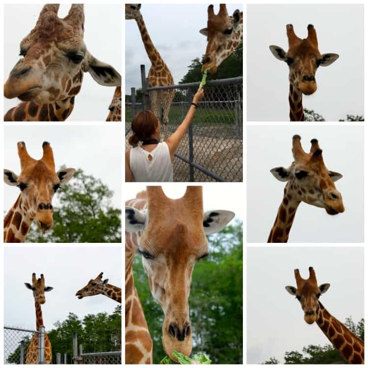 Giraffe Collage Lion Country Safari