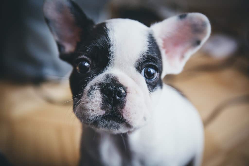 The Beginner's Guide to Caring for a Puppy