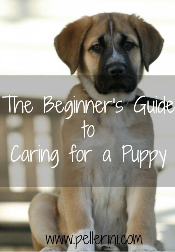 The Beginner's Guide to Caring for a Puppy