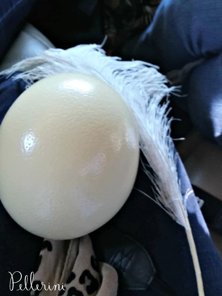 Ostrich egg and feather