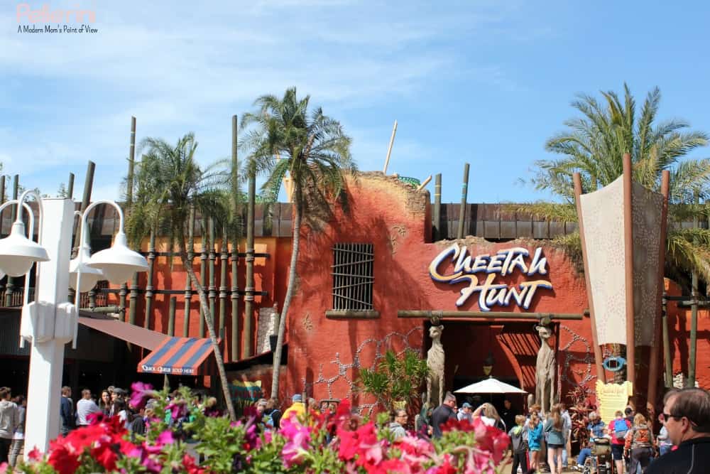 Busch Gardens Tampa Bay Cheetah Hunt