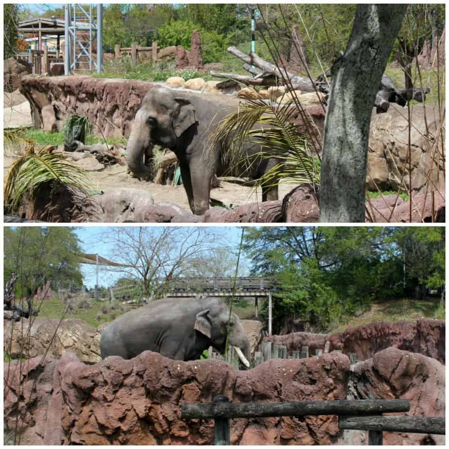 Elephants at the Elephant Interaction Wall