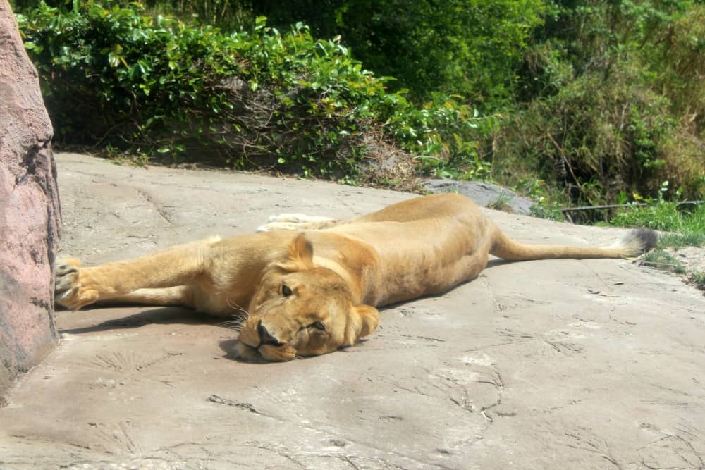 Busch Gardens Tampa Bay Lioness Edge of Africa