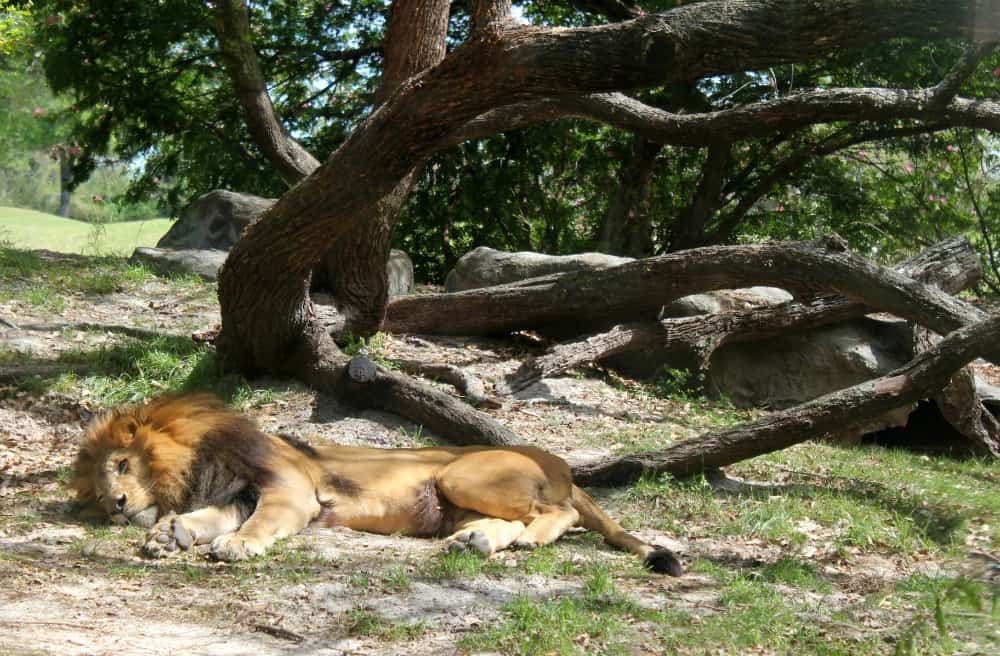 Busch Gardens Tampa Bay Lions in the Edge of Africa