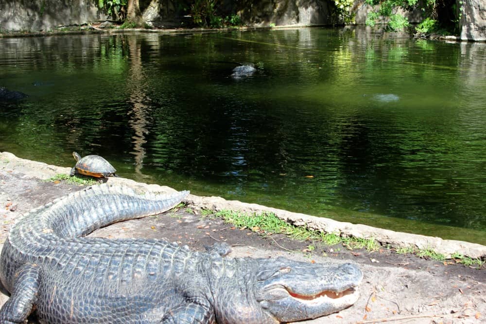 Busch Gardens Tampa Bay Myombe Reserve