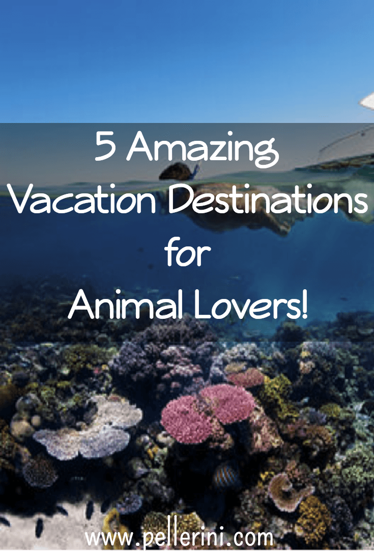 Amazing Vacation Destinations for Animal Lovers