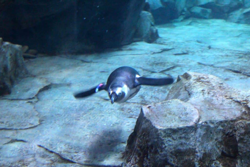 Atlanta Family Vacation - Georgia Aquarium