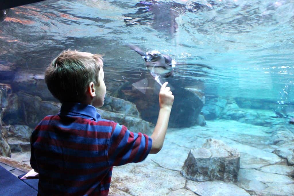 Atlanta Family Vacation - Georgia Aquarium