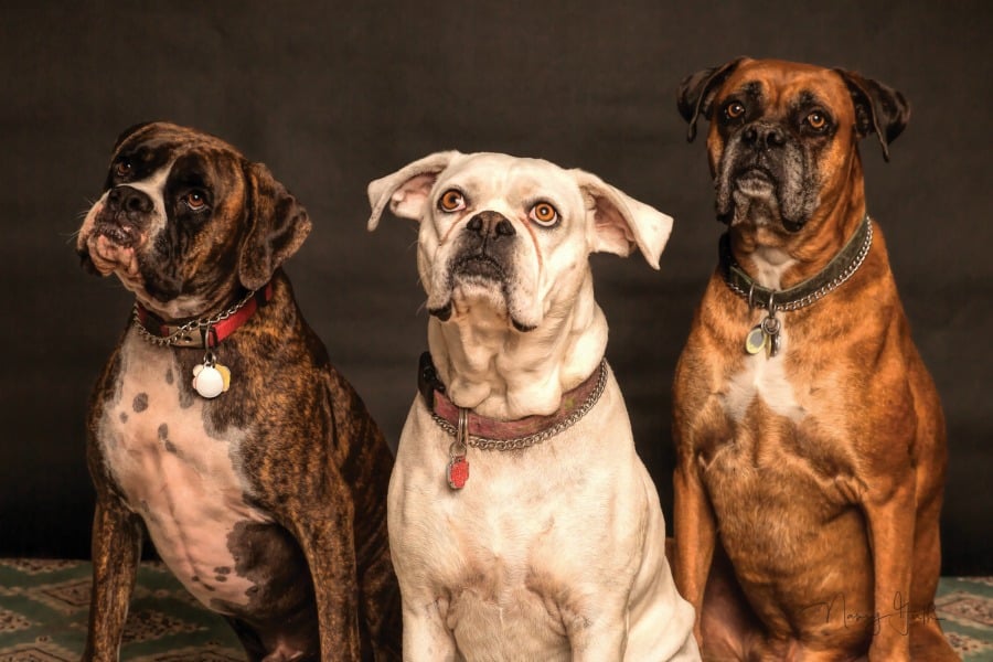 pet hurricane preparedness boxers dogs