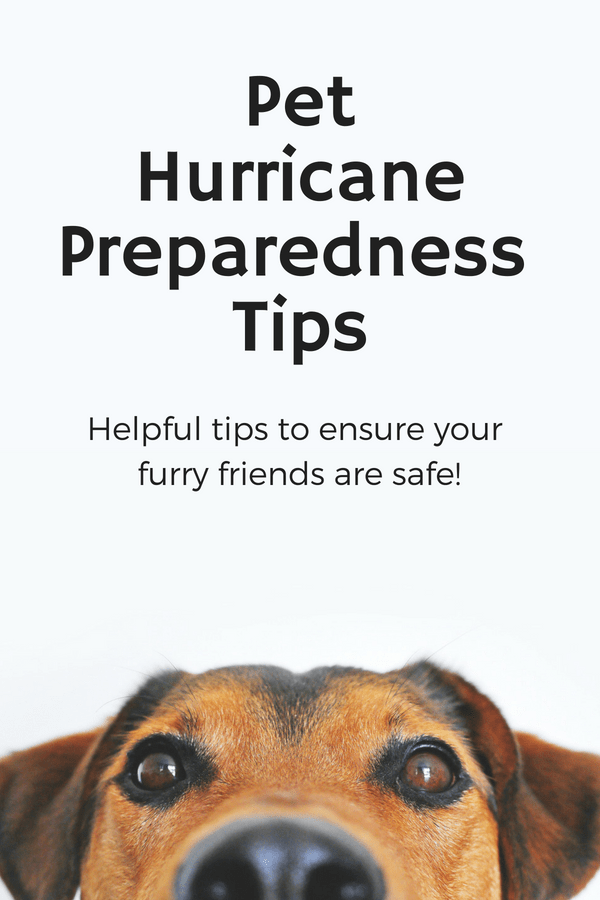 pet hurricane preparedness tips