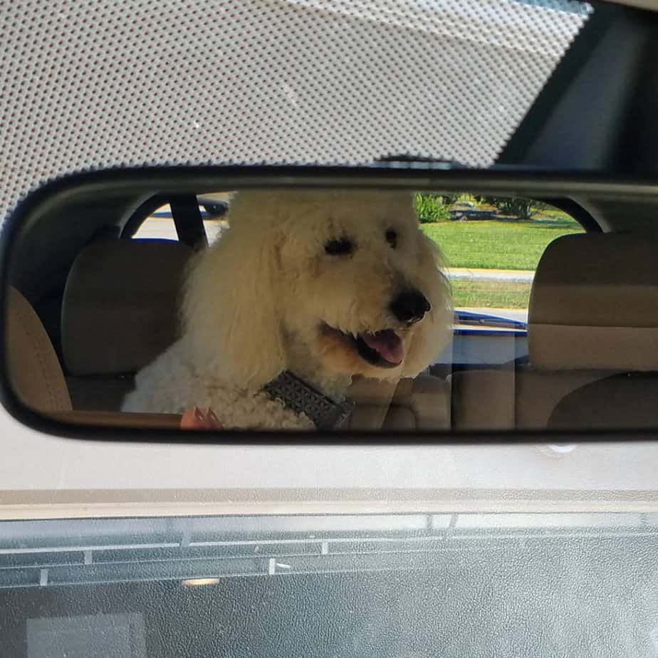 Sadie in the rear view mirror