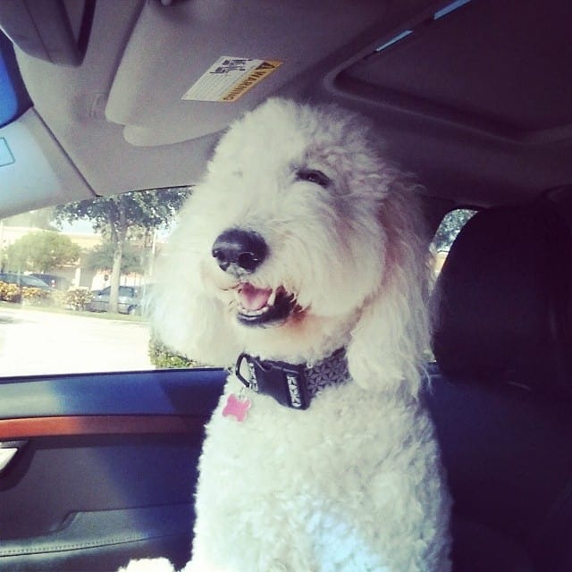 Sadie in the car