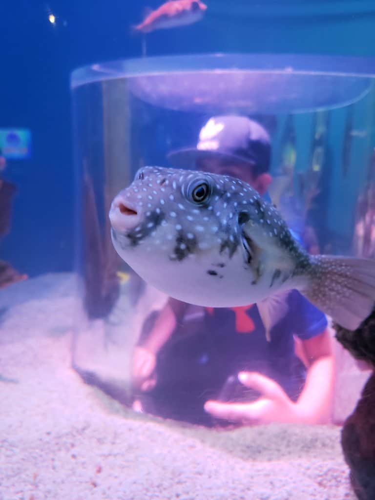 Ripley's Aquarium Gatlinburg Puffer Fish