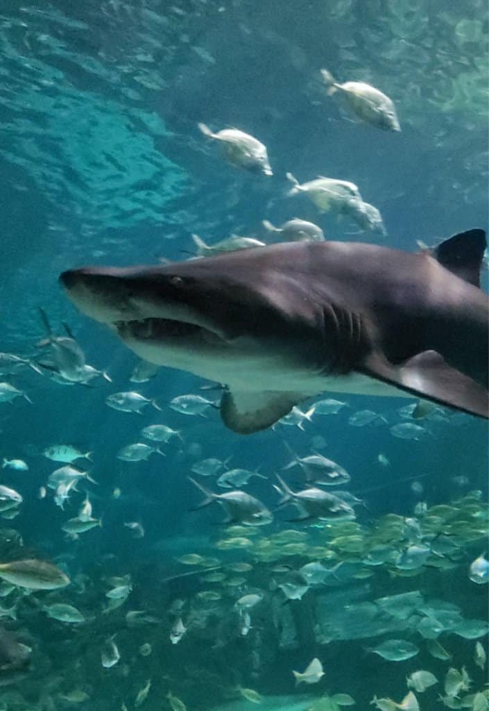 Ripley's Aquarium Gatlinburg Shark (1)