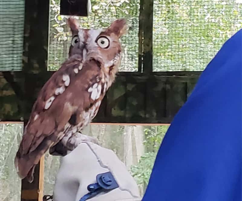 Dollywood Theme Park Screech Owl