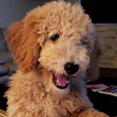 stella the goldendoodle