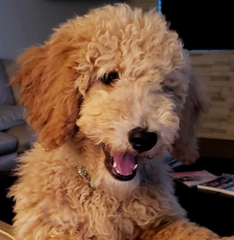 stella the goldendoodle