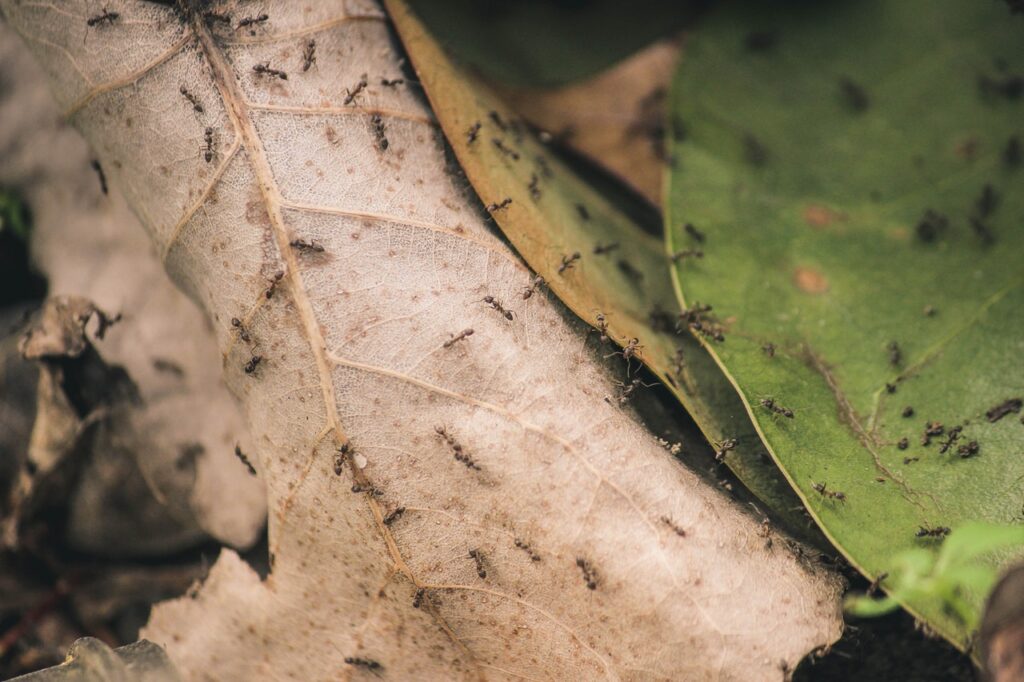 Top Tips to Keep Your Home Pest-Free