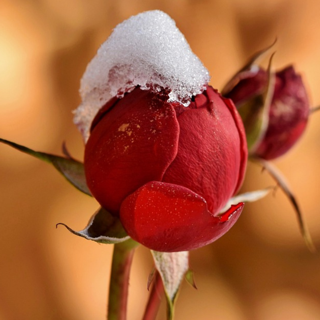 Preparing The Garden For Winter