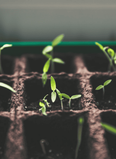 3 Common Reasons Your Plants Aren’t Growing