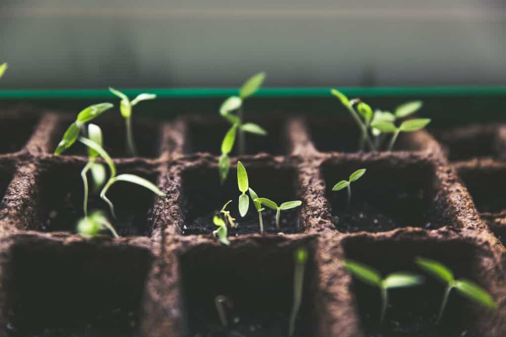 3 Common Reasons Your Plants Aren't Growing