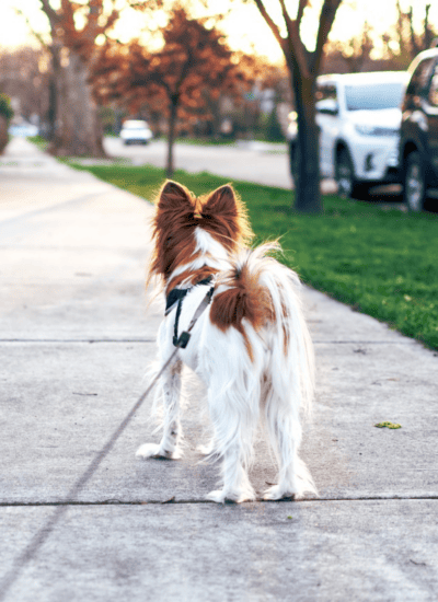 Fido and Finances: What to Remember When Starting a Pet-Sitting Business